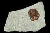 Ordovician Trilobite (Ampyxina) Fossil - Missouri #137232-1